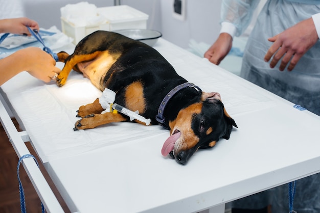 Un cane bassotto si sta preparando per un intervento chirurgico in una clinica veterinaria