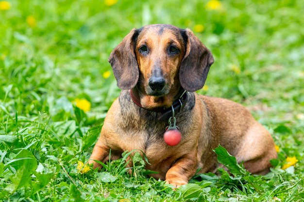 Un cane bassotto sta riposando su un campo verde con denti di leone