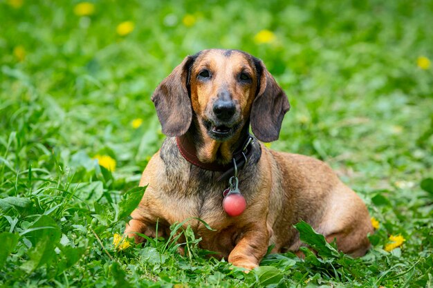 Un cane bassotto sta riposando su un campo verde con denti di leone