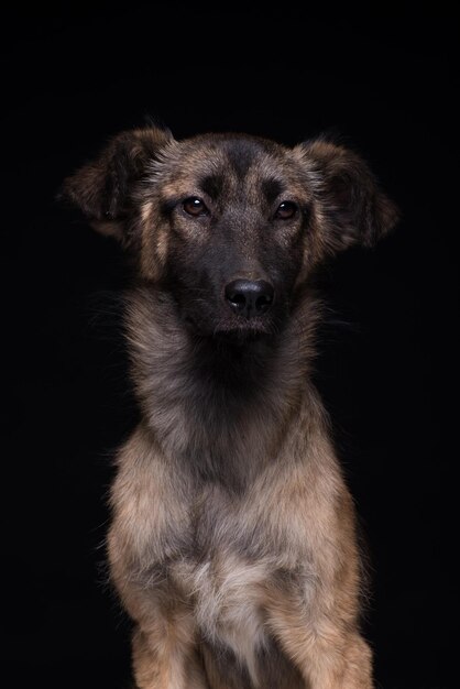 Un cane bastardo su uno sfondo nero girato in studio