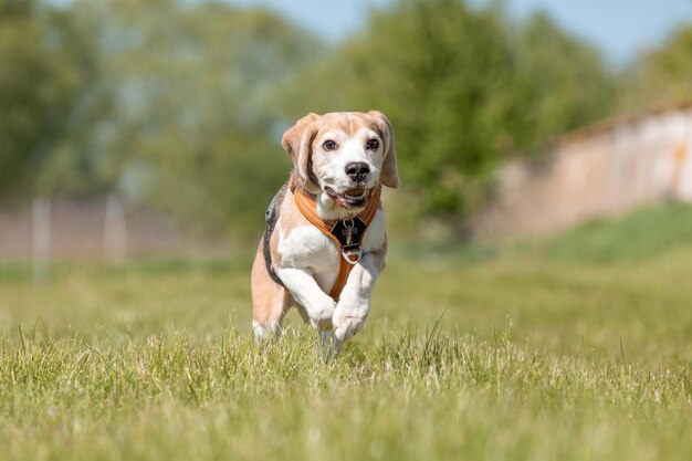 Un cane beagle che corre in un campo