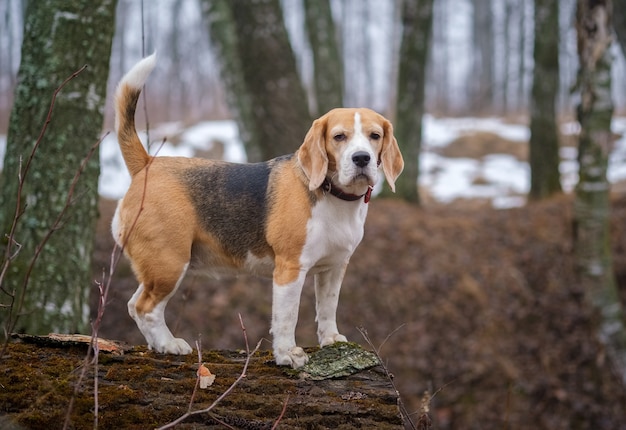 Un cane Beagle in una passeggiata nella foresta di primavera in una giornata nebbiosa. Ritratto di un cane Beagle