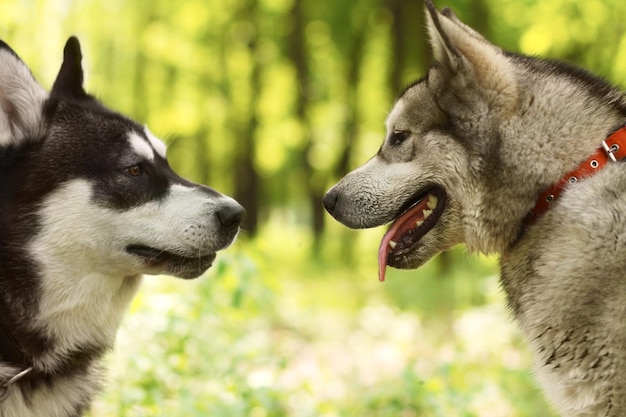 Un cane ben socializzato è un cane felice Due husky che si conoscono mentre si trovano nel parco Vita animale