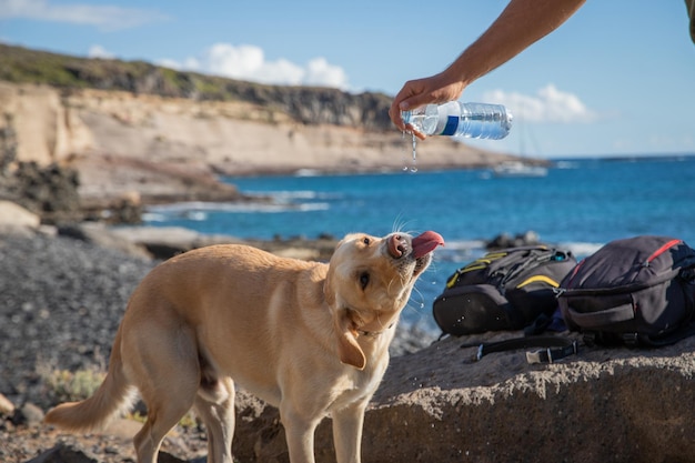Un cane beve l'acqua datagli dal suo padrone da una bottiglia di plastica