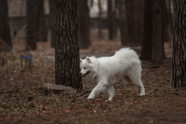 Un cane bianco cammina in una foresta con un albero sullo sfondo.