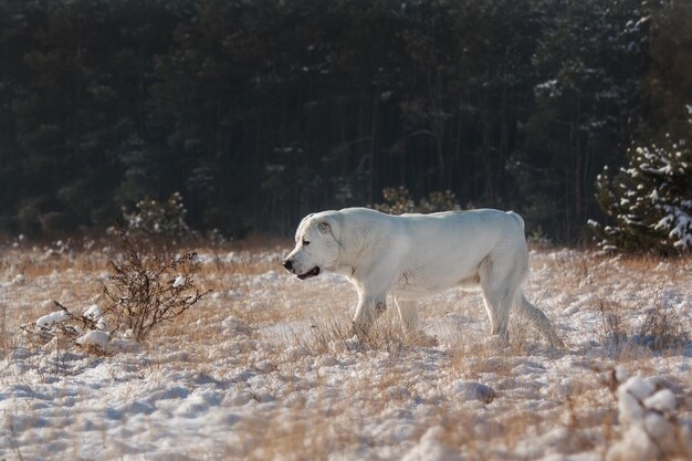 Un cane bianco cammina nella neve davanti a una foresta.