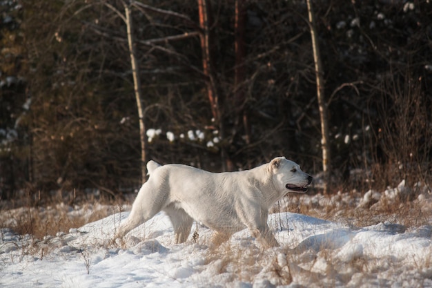 Un cane bianco cammina nella neve.