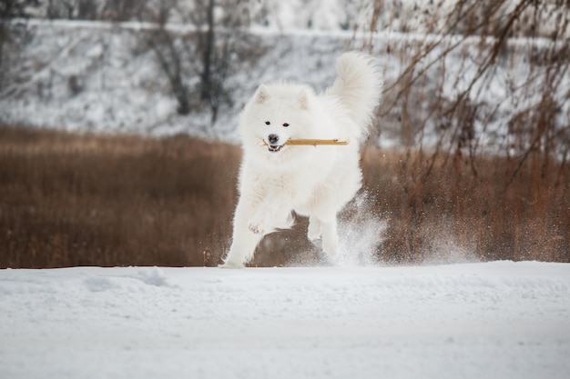 Un cane bianco che gioca nella neve con un bastone in bocca.