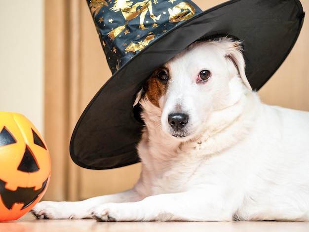 Un cane bianco che indossa un cappello da strega e un secchio una zucca vacanza di Halloween