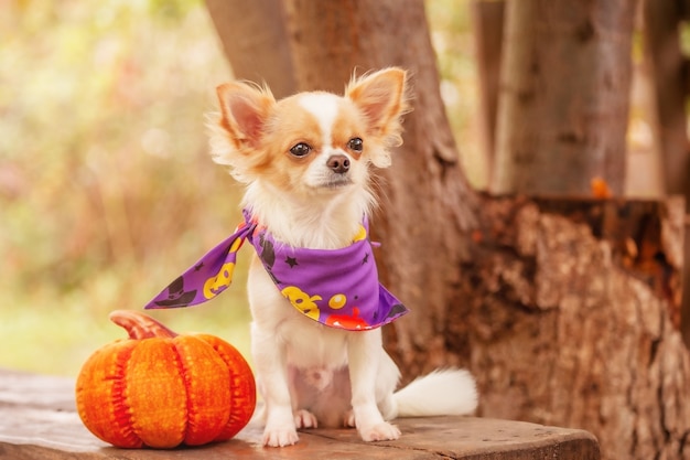 Un cane bianco Chihuahua in una bandana viola con una zucca. Halloween e animali.