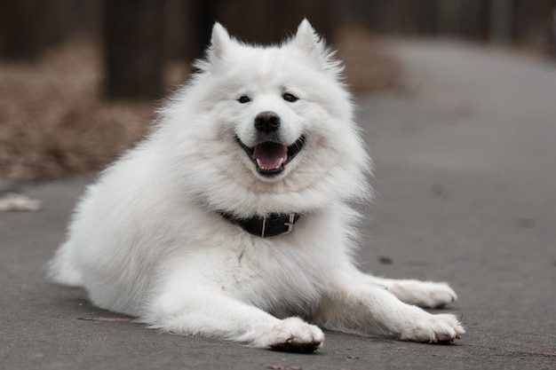 Un cane bianco con collare nero e collare nero