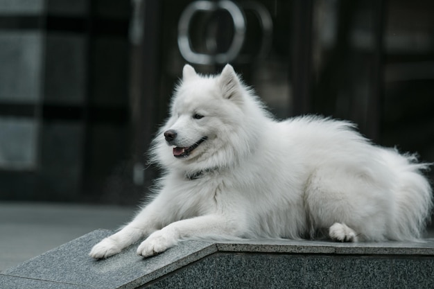 Un cane bianco con collare nero e collare nero