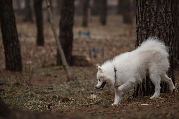 Un cane bianco con gli occhi neri e il naso nero corre