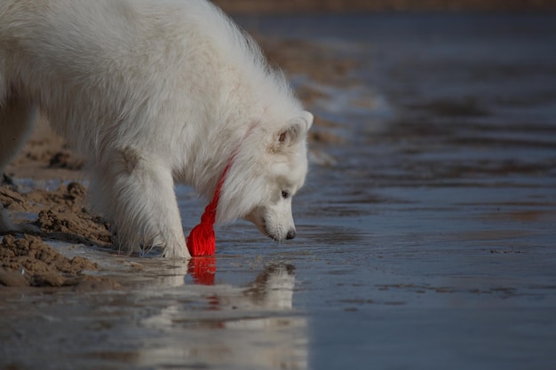 Un cane bianco con un nastro rosso sul collo sta guardando l'acqua.
