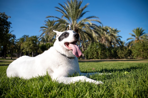 Un cane bianco con una macchia nera in un occhio in un parco, pastore svizzero bianco mescolato con puntatore inglese