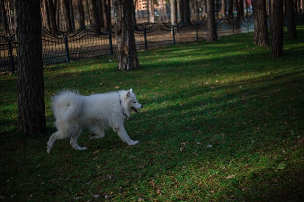 Un cane bianco è nel bosco vicino ad alcuni alberi
