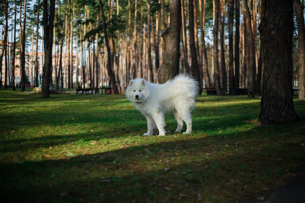 Un cane bianco è nel bosco vicino ad alcuni alberi