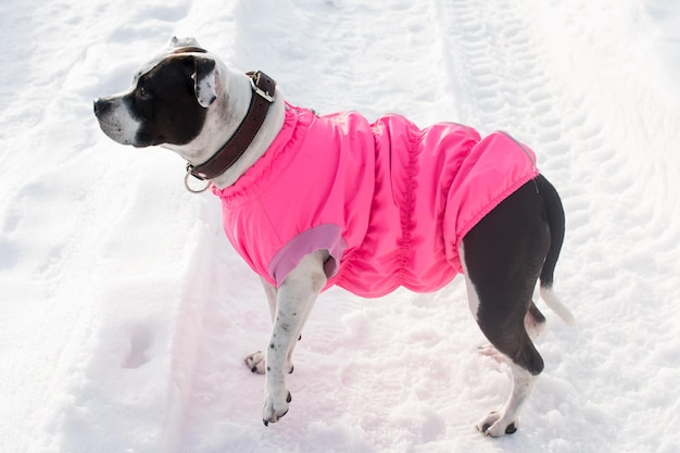 Un cane bianco e nero in abiti rosa in piedi nella neve passeggiata invernale nel parco