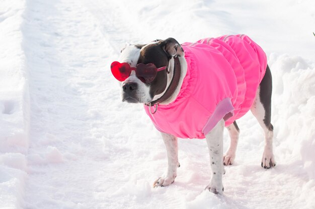 Un cane bianco e nero in abiti rosa in piedi nella neve passeggiata invernale nel parco