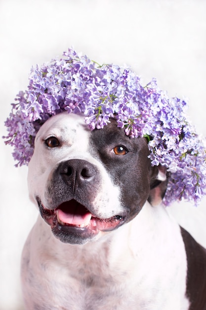 Un cane bianco e nero in una ghirlanda di fiori lilla