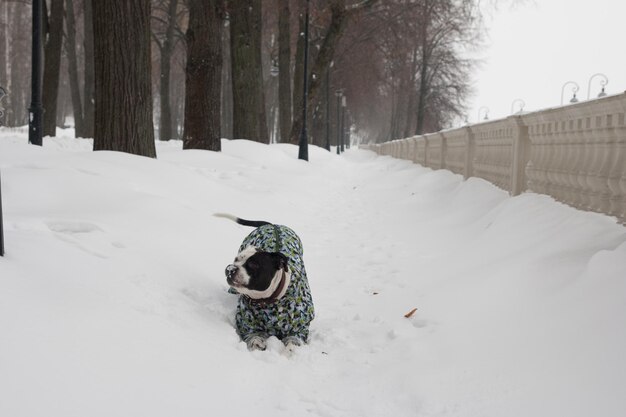 Un cane bianco e nero in una tuta protettiva Un cane in una passeggiata invernale nel parco