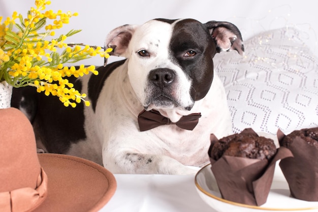 Un cane bianco e nero su uno sfondo bianco con un faggio di mimosa e cupcakes di muffin un biglietto di auguri dell'8 marzo