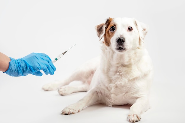 Un cane bianco e una mano guantata con una siringa su sfondo chiaro Il concetto di vaccinazione terapeutica
