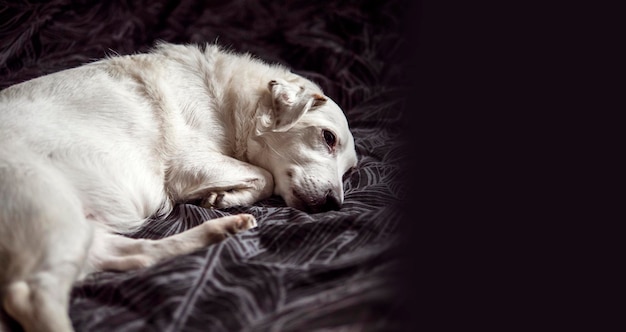 Un cane bianco giace su un letto. Animali domestici.