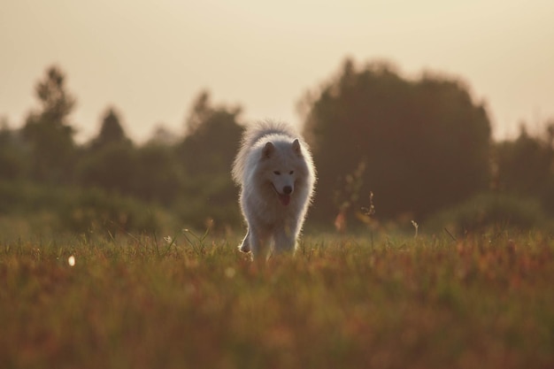 Un cane bianco in un campo con un tramonto sullo sfondo