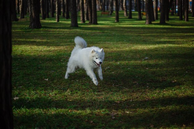 Un cane bianco in una foresta con un'etichetta che dice Samoiedo