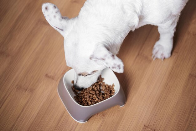 Un cane bianco mangia cibo secco da una ciotola