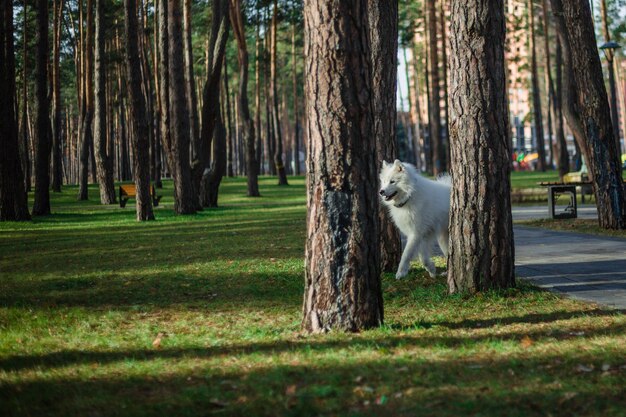 Un cane bianco nel bosco guarda la telecamera