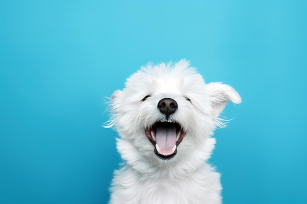 Un cane bianco seduto e sorridente su sfondo blu