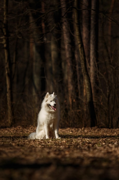 Un cane bianco siede nel bosco con la parola akita sul davanti.