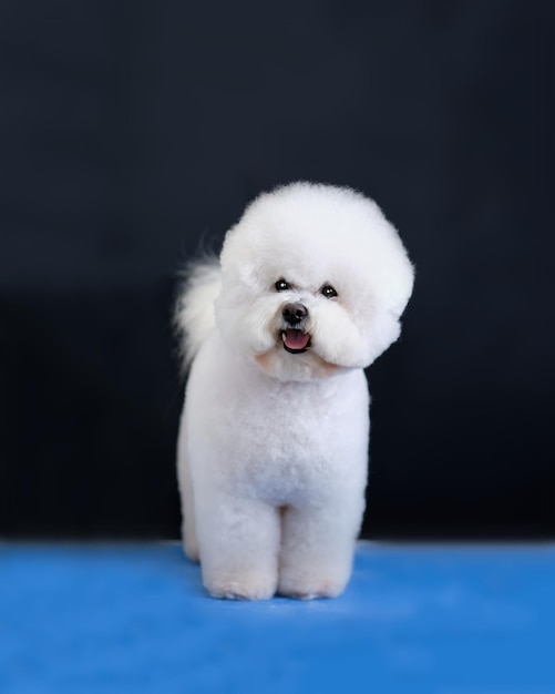 Un cane Bichon Frise si trova su una superficie blu dopo la toelettatura su uno sfondo nero