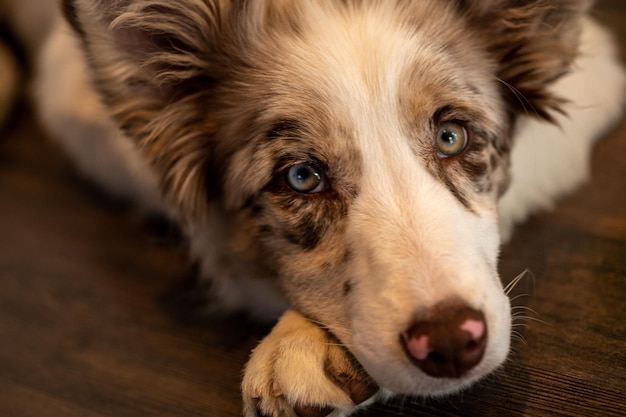 Un cane border collie con gli occhi azzurri riposa su un divano.