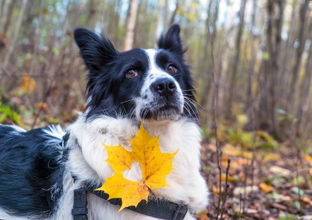 Un cane border collie domestico con una foglia d'acero gialla sul petto.