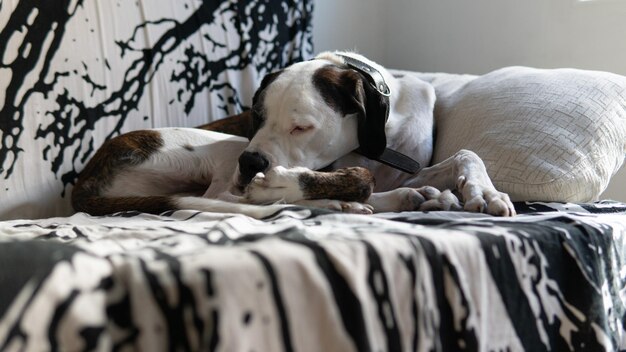 Un cane boxer che dorme sulla vista laterale dell'autobus