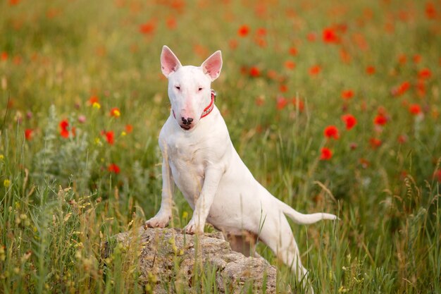 Un cane Bull Terrier cammina in un campo di papaveri