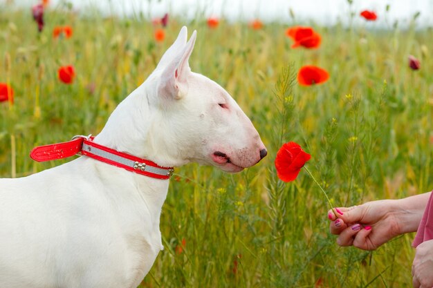 Un cane Bull Terrier cammina in un campo di papaveri