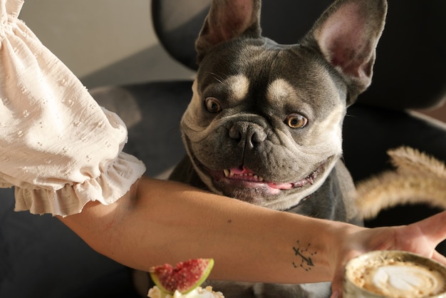 Un cane Bulldog francese guarda una torta mentre la sua padrona è distratta a prendere il caffè dal tavolo