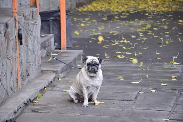 Un cane carlino sta aspettando il proprietario vicino al negozio Ulyanovsk Russia