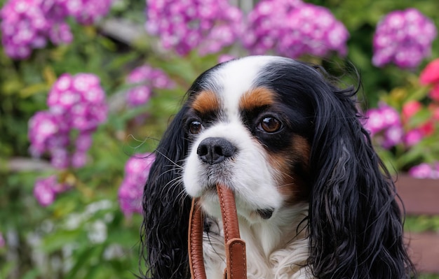 Un cane Cavalier King Charles spaniel tiene un collare in bocca su uno sfondo di fiori