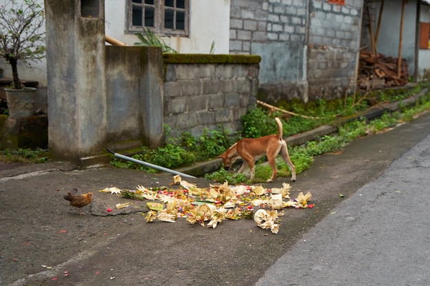 Un cane cerca cibo nelle offerte sul ciglio della strada in un villaggio indonesiano a Bali