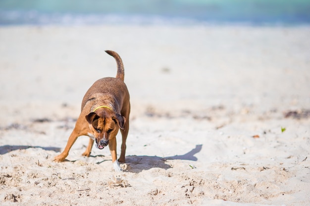 Un cane che abbaia a un piccolo granchio sulla spiaggia