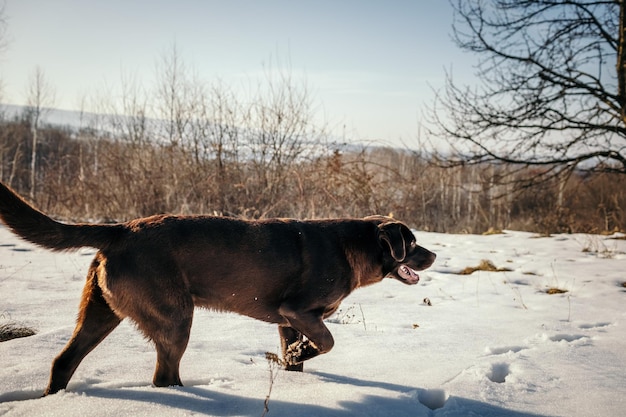 Un cane che cammina nella neve un Labrador