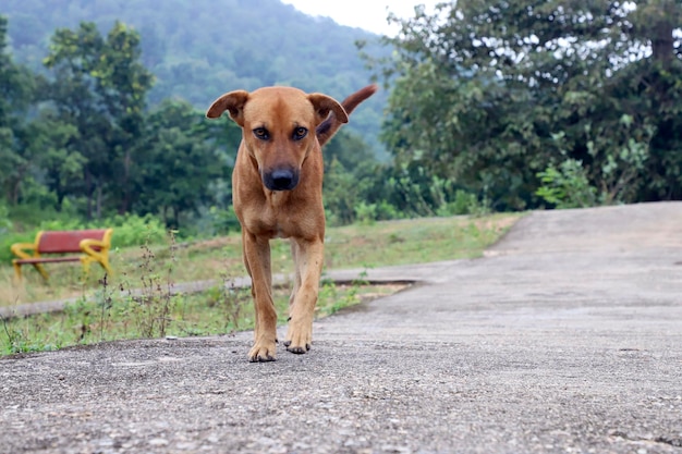 Un cane che cammina sul dod