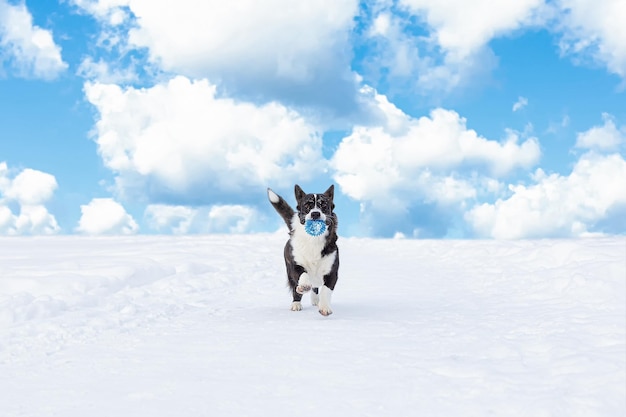 Un cane che corre con un giocattolo nella neve Welsh Corgi Pembroke Paesaggio natura