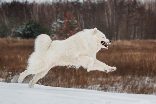 Un cane che corre nella neve con la scritta akita davanti