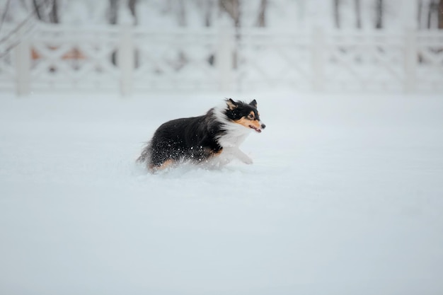 Un cane che corre nella neve